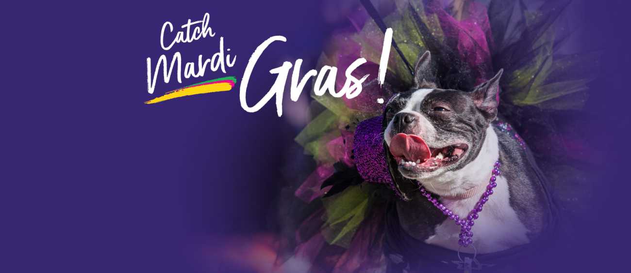 Catch Mardi Gras in Shreveport-Bossier Website Header - Tutu Terrier