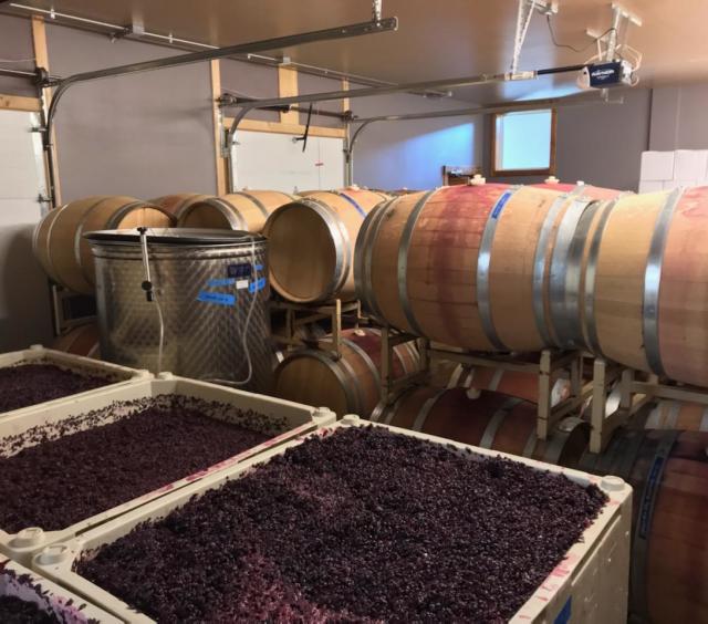 Grapes and Barrels