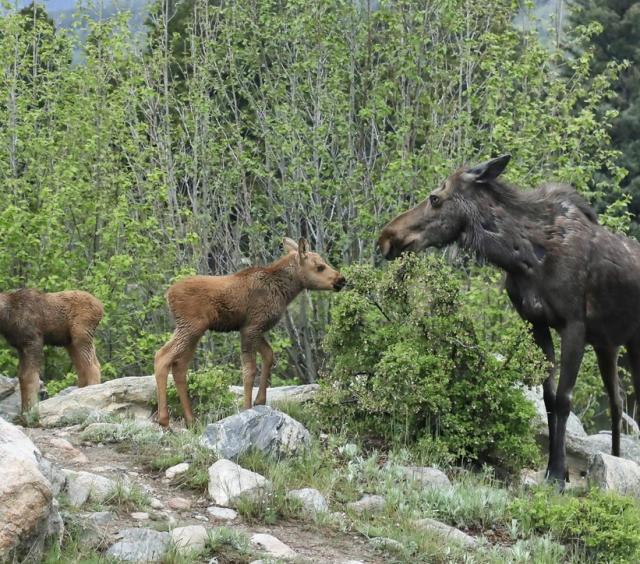 Moose Family