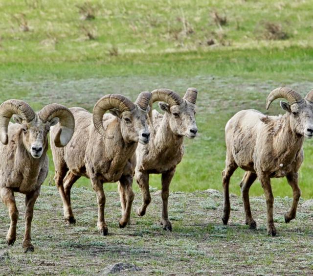 Sheep