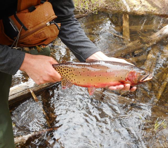 Trout