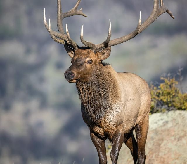 Elk 35