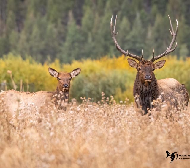 Elk 13