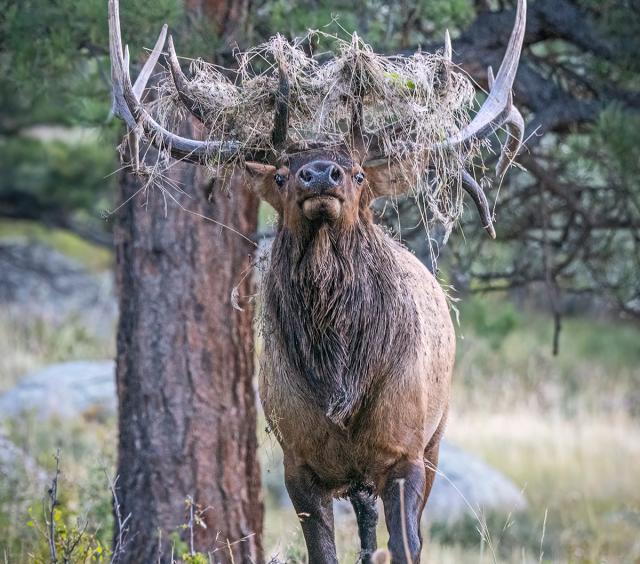 Elk 4