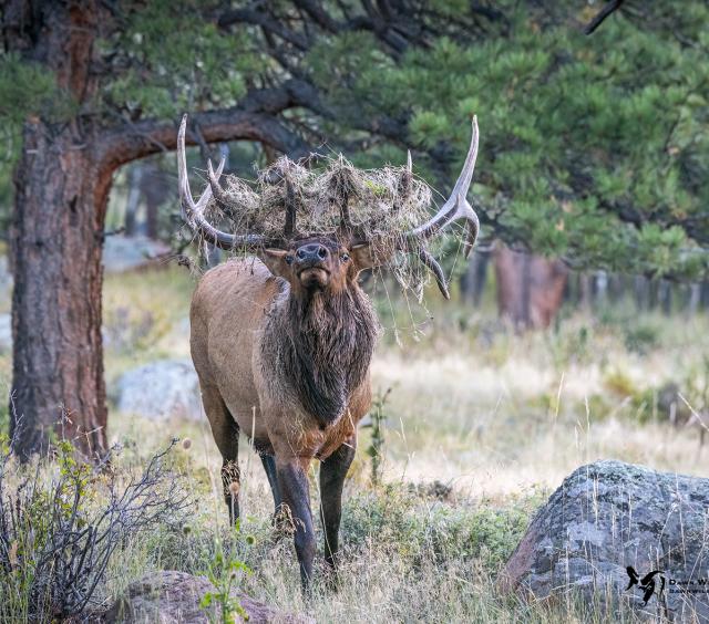 Elk 6