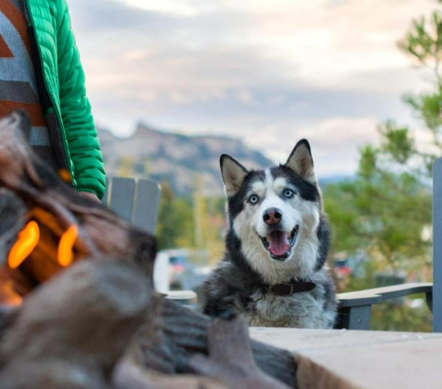 Fire Pit Pup