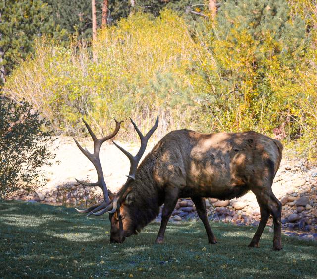 Aspen Winds Wildlife