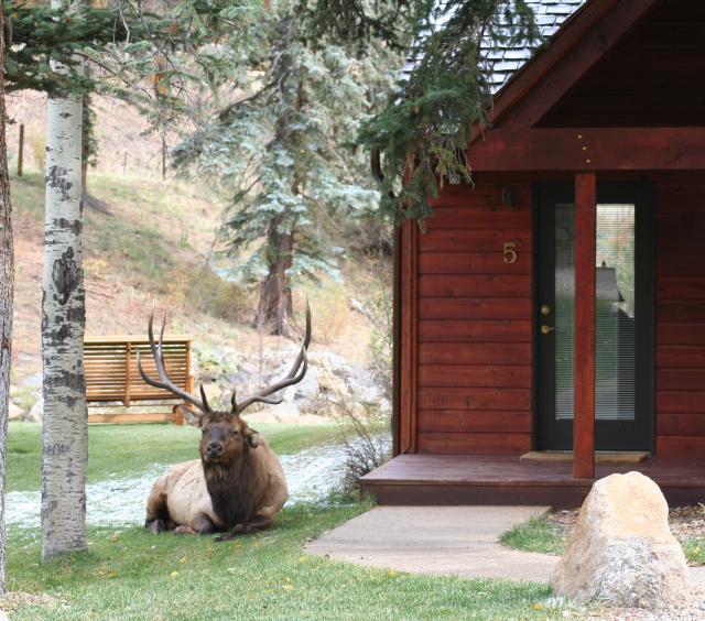 Bull elk relaxing at Boulder Brook