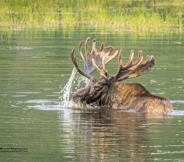 Moose 22