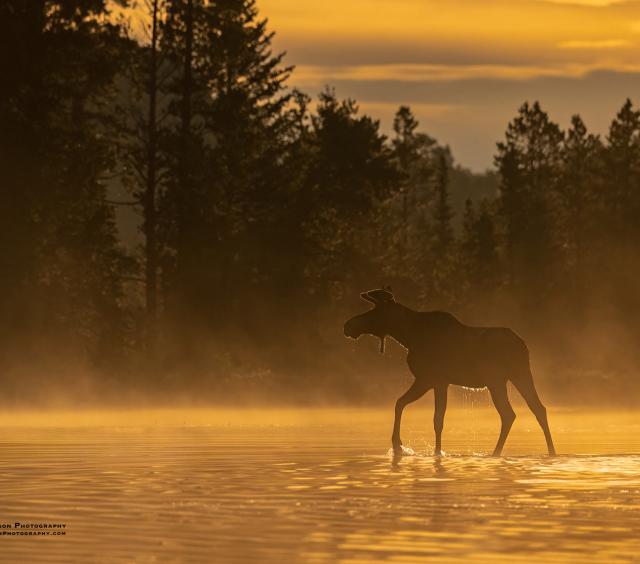 Moose 24