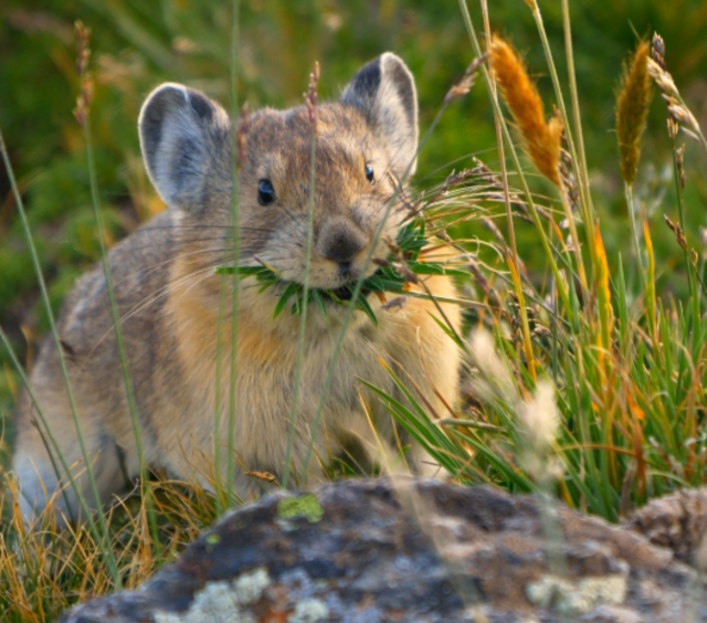 Pika