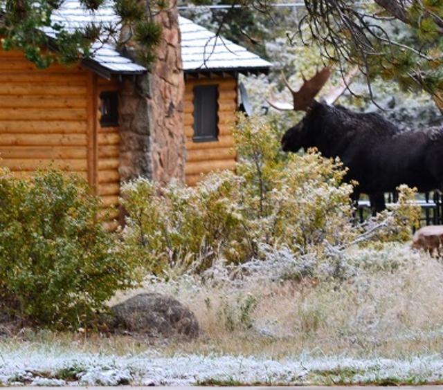 moose visiting Rockmount Cottages
