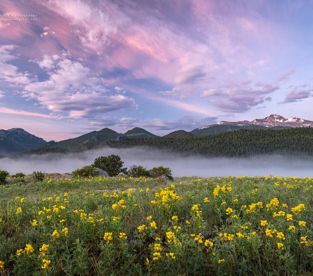 Sunrise, Flowers, and Fog