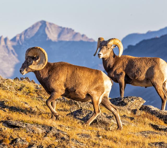 Trail Ridge Sheep