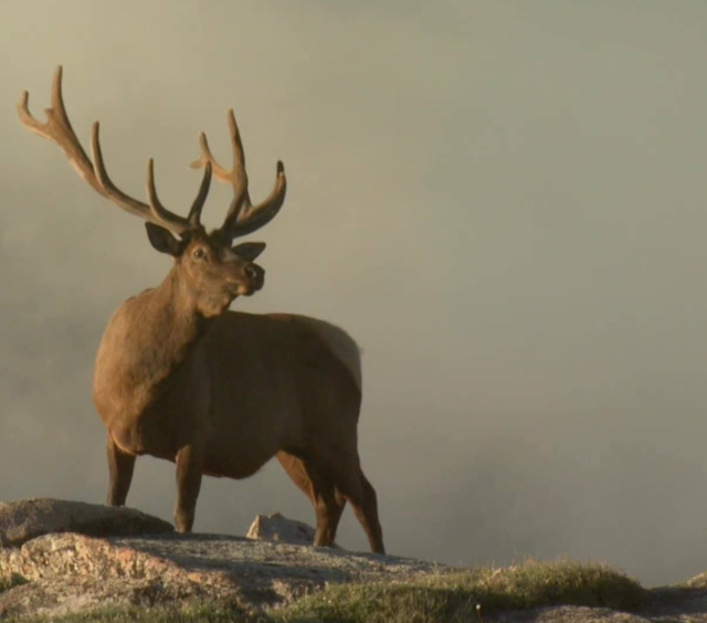 Elk on Tundra