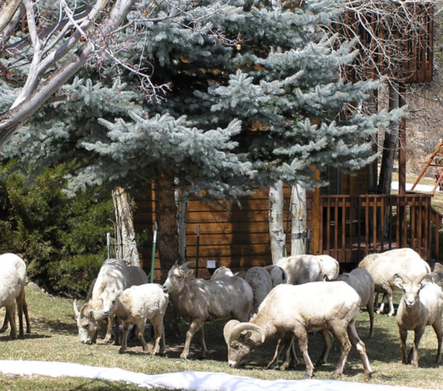 Wildlife Onsite