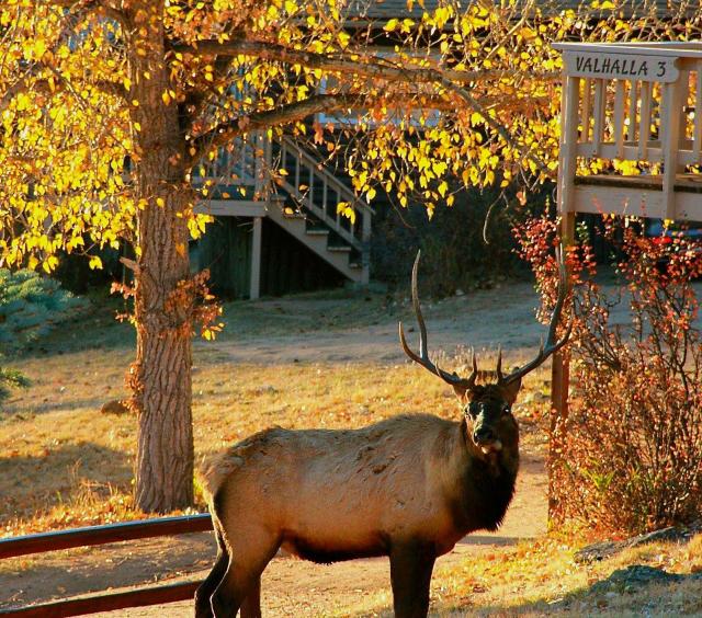 Elk on property