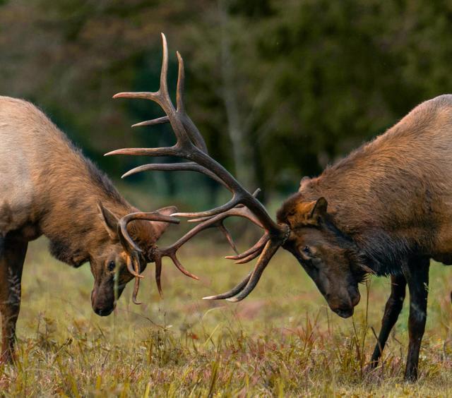 Explore Estes Elk Rut