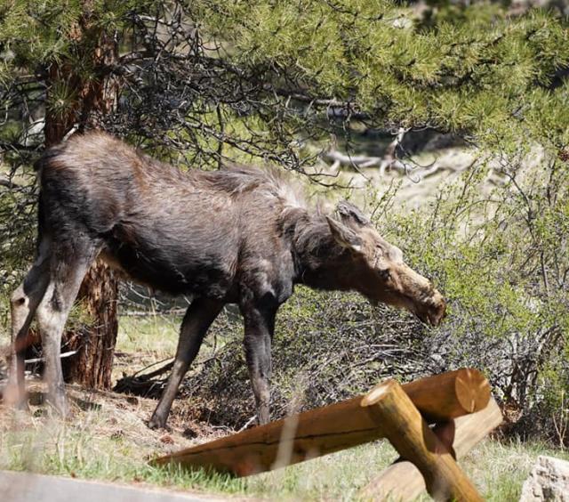 Moose on tour