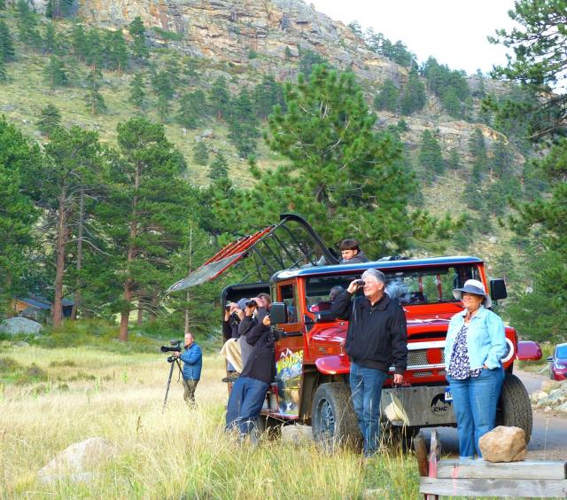 Elk watching tour