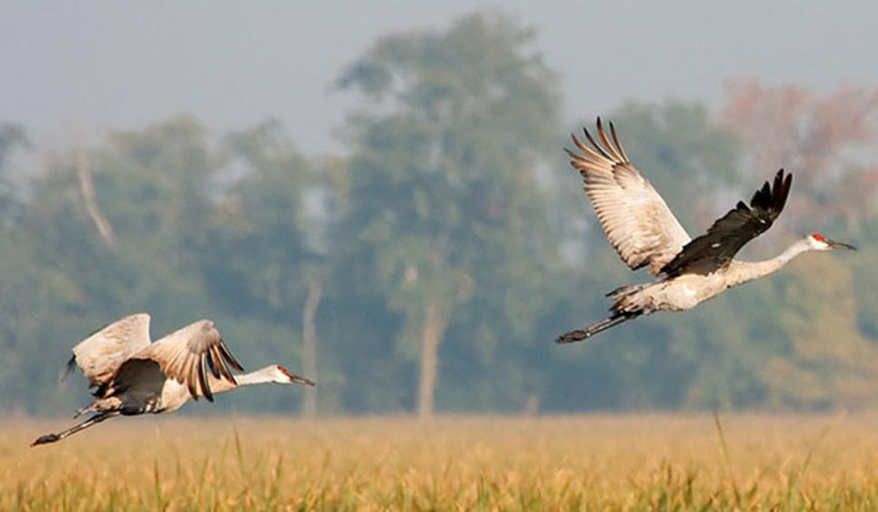 Sandhill Cranes Indiana Migration Information & Viewing