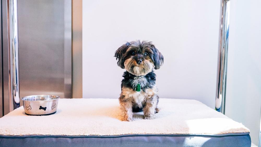 dog friendly kimpton rowan