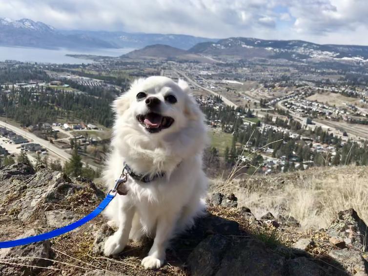 Dog at Mount Boucherie