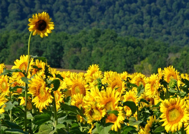 Shopping in Downtown Canandaigua