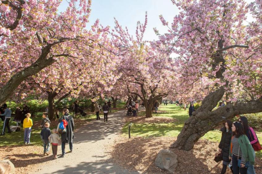 Cherry Blossom Festival