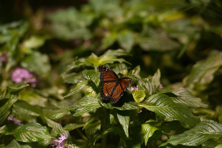 Butterfly Conservatory