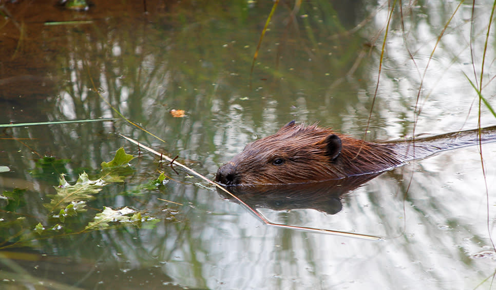 Beaver along Paul H. Douglas Trail