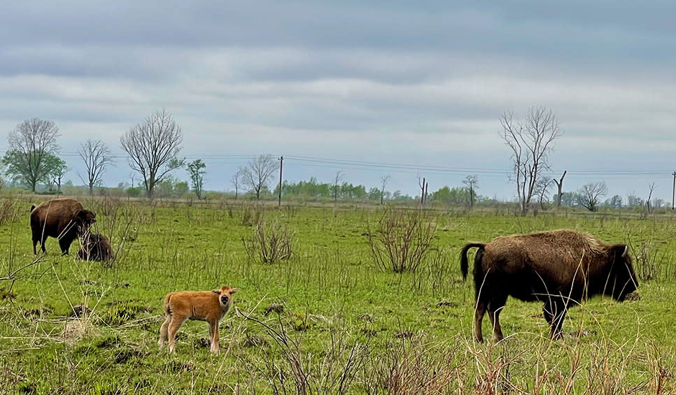 Bison at Kankakee Sands