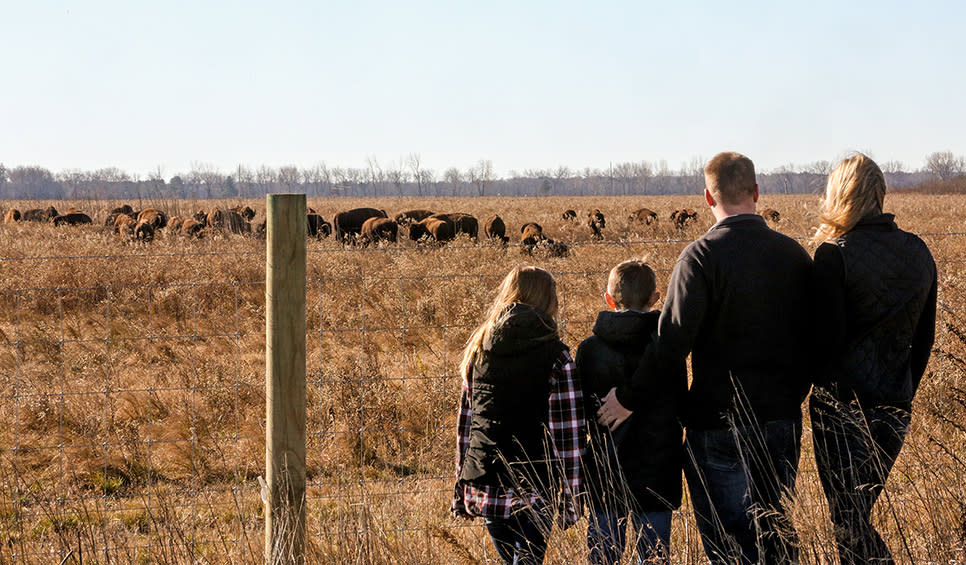 Bison viewing at Kankakee Sands