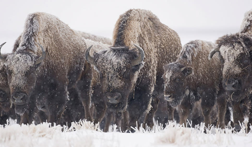 Bison at Kankakee Sands