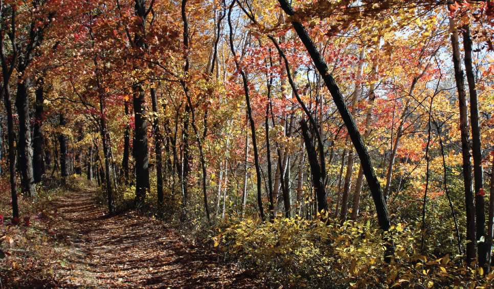 Autumn-colored trees along Cowles Bog Trail in the Fall