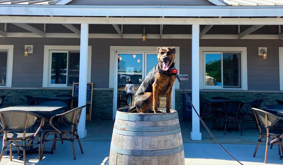 Dog on top of barrel at Shady Creek Winery In South Shore, IN