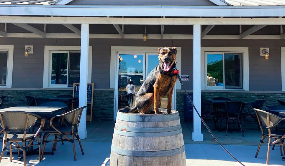 Pet Friendly Restaurants Breweries