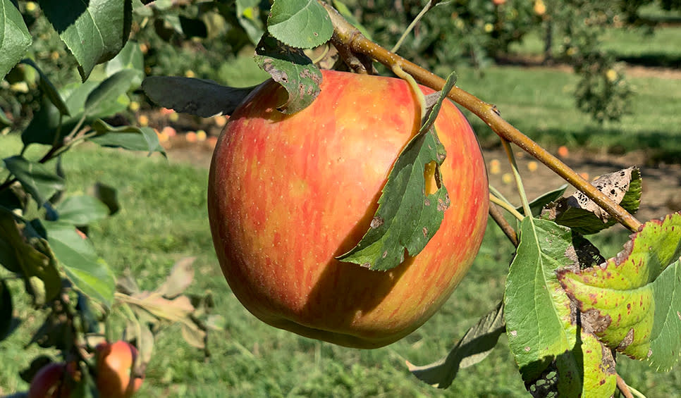 Fair Oaks Farms Orchard - apple on tree