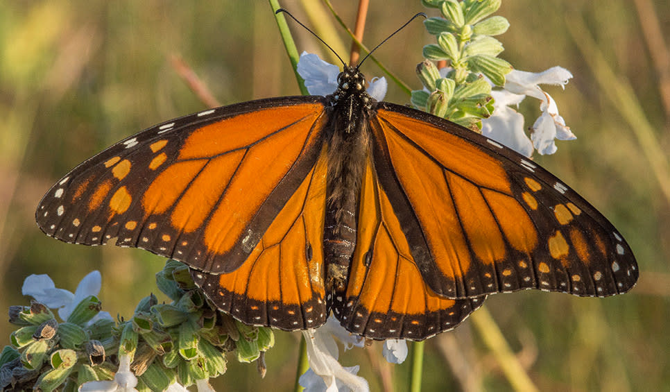 Monarch butterfly by Chris Helzer/TNC