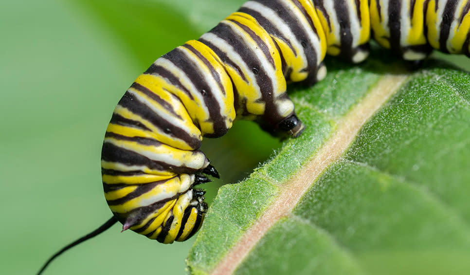 Monarch caterpillar by Chris Helzer/TNC