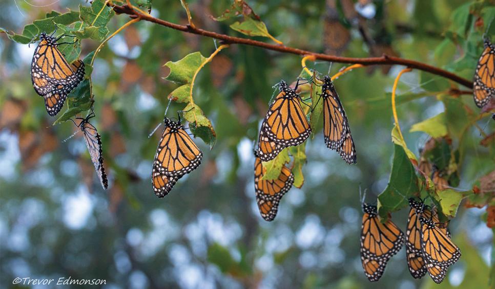 Monarchs Roosting at Kankakee Sands - Trevor Edmonson