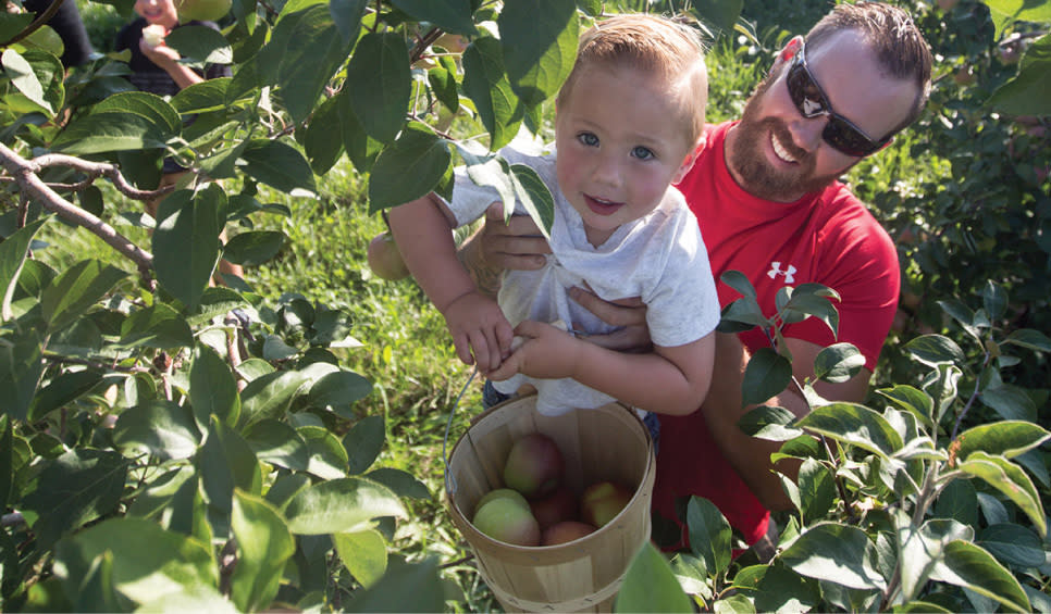 Father and child apple picking at County Line Orchard