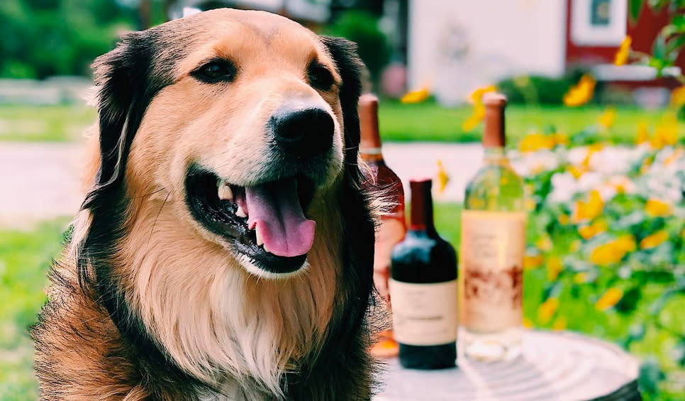 Port - Carpenter Creek Winery dog