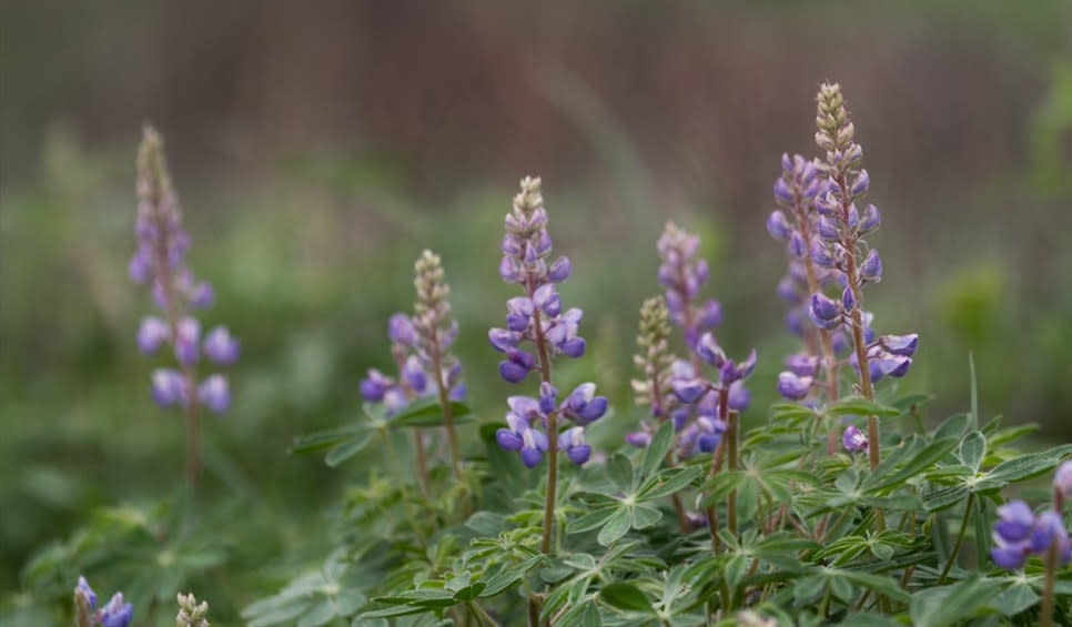 Purple Lupine Paul H. Douglas Trail