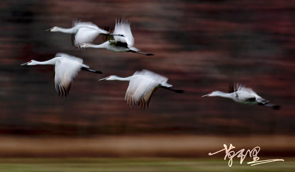 Sandhill Cranes by Chong Wu