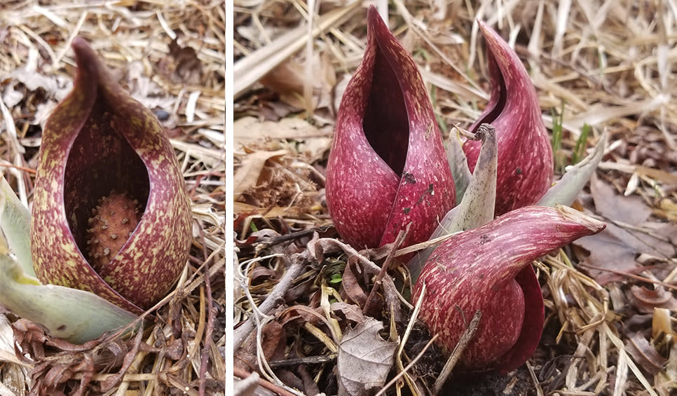 Skunk Cabbage by Olivia Schouten