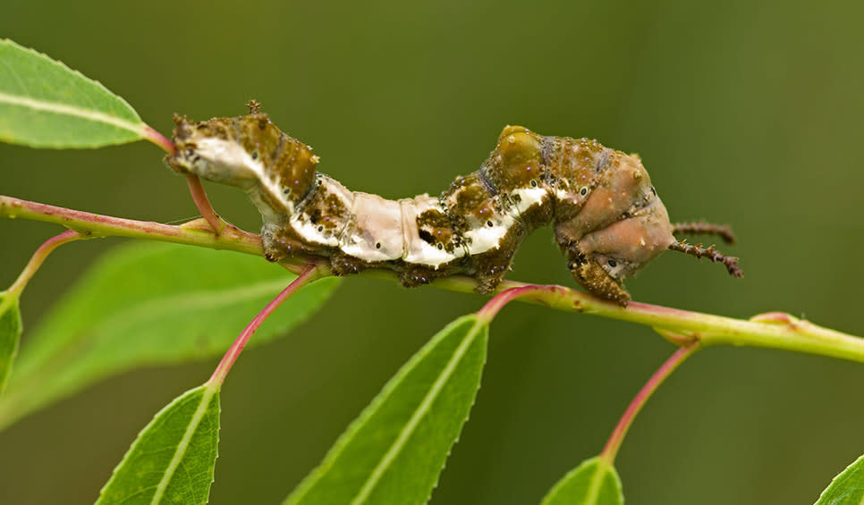 Viceroy Caterpillar by Chris Helzer/TNC