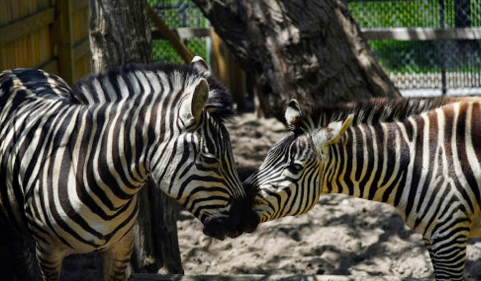 Washington Park Zoo