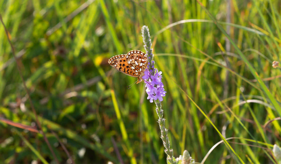 Butterfly on hoary vervain at Kankakee Sands