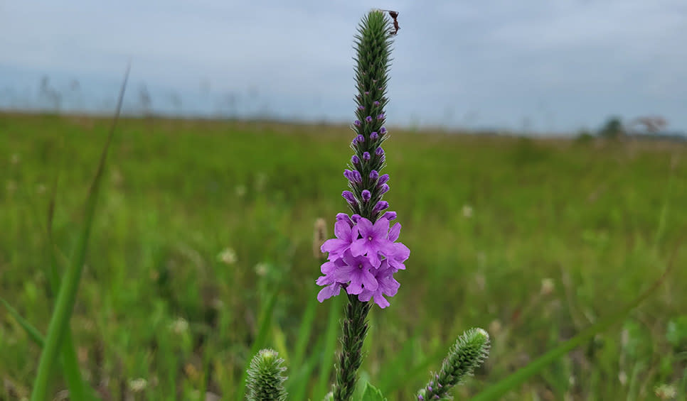 Bug on hoary vervain at Kankakee Sands